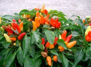 pěstování chilli paprik